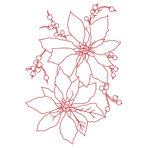 Poinsettia